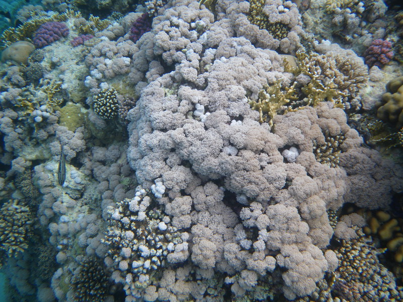  подводный мир красного моря